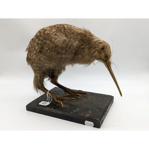 Taxidermy kiwi bird, well preserved mounted on black wooden base