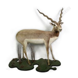 A lechwe? antelope full body taxidermy mount, standing upon a…