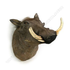 A taxidermy warthog shoulder mount, the large tusks of span 38…