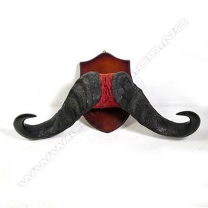 A pair of large water buffalo mounted horns, velvet centred…