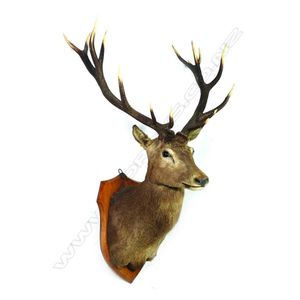 A 20th century Rusa shoulder mount taxidermy deer, 16-point…