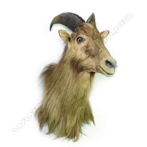 A taxidermy thar head, shoulder mount. Depth from the wall 49.5…