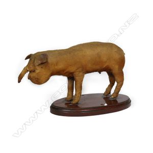 A vintage malformed taxidermy piglet, its head with long…