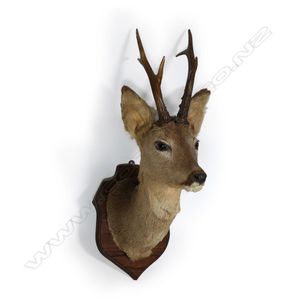 A taxidermy small white tail buck deer, shoulder and head mount…
