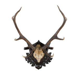 A set of deer antlers on carved back board, dated Grunewald…