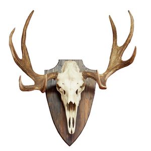 An antique French deer antler, mounted on original back. The…