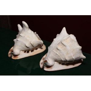 Two Conch shells, of medium size, each approx. 240 mm long