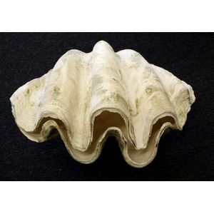 Vintage clam and giant clam shells - price guide and values