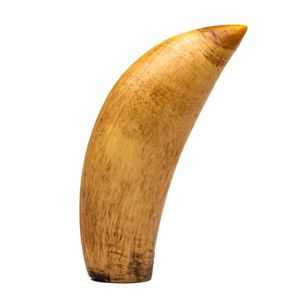 Early whale tooth, length 14 cm - Natural History - Industry Science