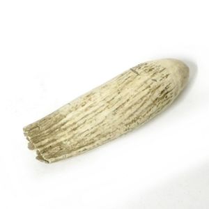 An old large sperm whale tooth, matt polished finish, showing…