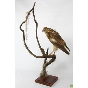 Taxidermy hawk, perched on a branch possibly its sharp talons…