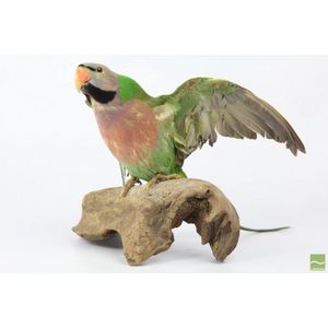 Taxidermied parrot/parakeet in vibrant green body and wings,…