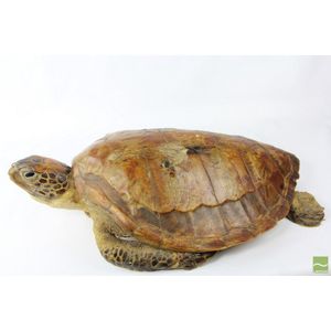 A taxidermy green sea turtle possibly 19th/20th century, with…