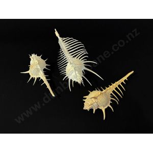 Three Venus comb murex shells length 12 cm, 10 cm 8 cm