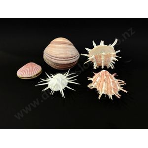 Five clam shells (one converted to a purse), length 10 cm to 7…