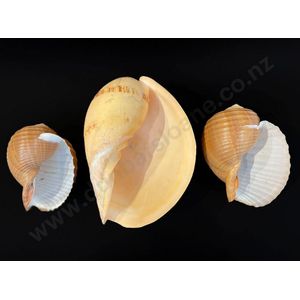 Large volute shell and two tonna shells, length 25 cm 17 cm 15…