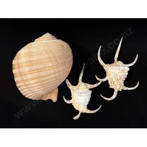One large tonna shell and two conch shells, length 28 cm 26 cm…