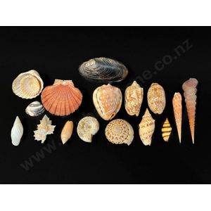 Seventeen assorted shells, length 14 cm to 5 cm. Est: $80-150
