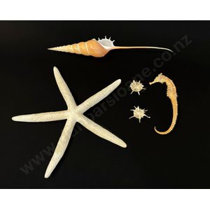 Starfish, seahorse and three assorted shells, length 23 cm to 3…