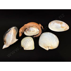 Crocodile shell dish and four other shells length 23 to 12 cm