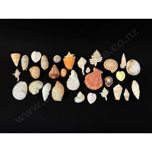 Sea Shells (assorted)