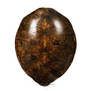 An impressive sea turtle shell, 19th century, 98 x 79 cm