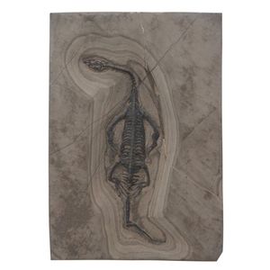 A Keichousaurus fossil, late Triassic period, Xing Yi, Guizhou…