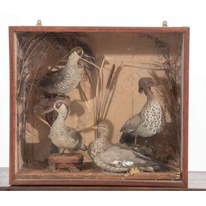 Taxidermied birds, cased and glazed displays - price guide and values