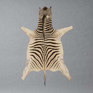 A large vintage zebra skin, in good condition. Colours retained…