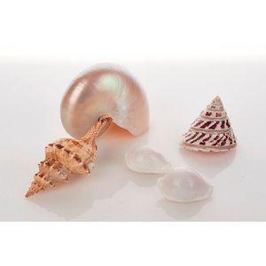Collection of sea shells, (quantity). Provenance: The…