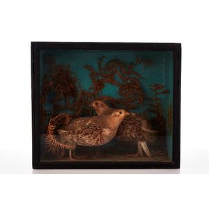 Taxidermy, pair of Quails, early 20th century, in glazed…