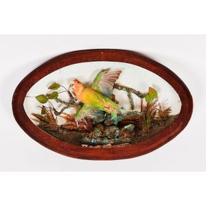 Taxidermy, Princess parrot, early 20th century, in oval glazed…