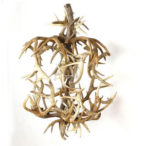 A large deer antler chandelier, multiple antlers entwined…