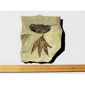 Fossilized leaves (Acer triscuspiclatum). Brezanky, Czech…
