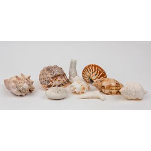 A 19th century conch shell and a small collection of sea shells,…