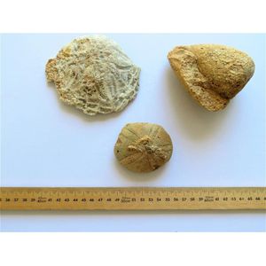 Three Fossils from the Libyan Desert. Starfish; sea urchin; &…