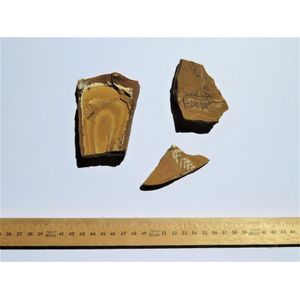 Fish & leaf Fossils from the Talbragar fossil bed, Gulgong, NSW.…