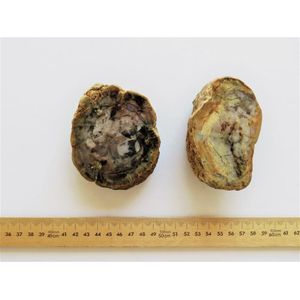 Two pieces Dinosaur Coprolite (Fossilized Faeces). Morrison…