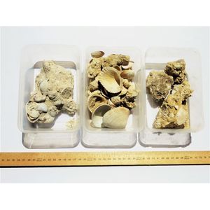 Three containers of Fossilized shells. Devil's elbow,…