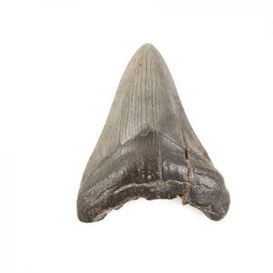 A Megalodon shark tooth Miocene to Pliocene era, enamel and…