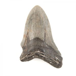 A Megalodon shark tooth early Miocene to Pliocene era, 23 to 2.…