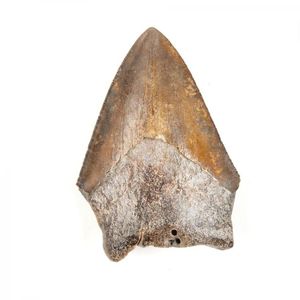 A Megalodon shark tooth Miocene to Pliocene era, 23 to 2.5…