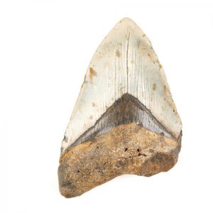 A Megalodon shark tooth early Miocene to Pliocene era, 23 to 2.…