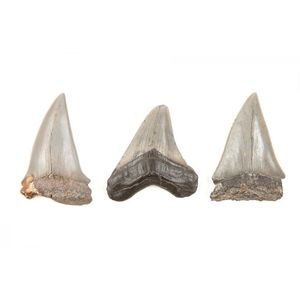 Three shark teeth Miocene to Pliocene era, 23 to 2.5 million…