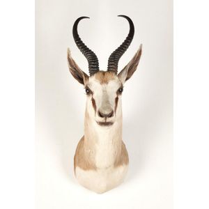 A taxidermy antelope head, height 65 cm, width 26 cm, depth 45…
