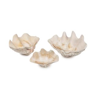400Three large clam shells three large clam shells, the largest…