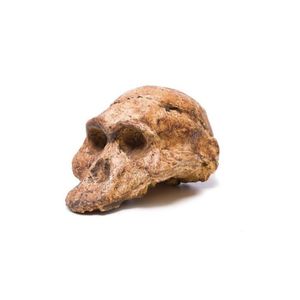 A plaster cast of an Australopithecus Africanus skull, Known as…
