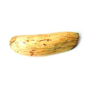 An old large sperm whale's tooth, with rounded end and…