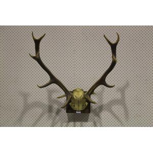 Antique French 13 point antlers engraved to the skull piece…