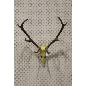 Antique French eight point antlers with skull attached, 90 cm…